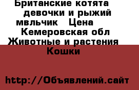 Британские котята  2 девочки и рыжий мвльчик › Цена ­ 10 - Кемеровская обл. Животные и растения » Кошки   